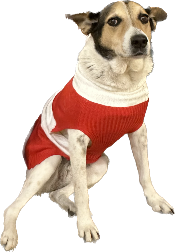 adorable dog in a Christmas sweater