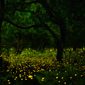 field at twilight with fireflies