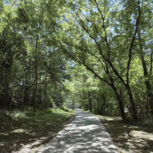 photo of a green, leafy path to symbolize patience